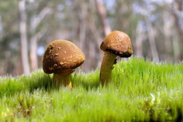 东莞凤岗私人老板放款：轻松融资的秘密通道